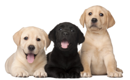 animals & labrador retriever free transparent png image.