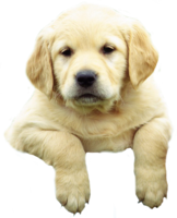 animals & labrador retriever free transparent png image.