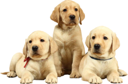 animals & labrador retriever free transparent png image.