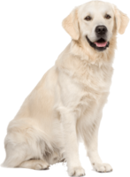 animals & labrador retriever free transparent png image.