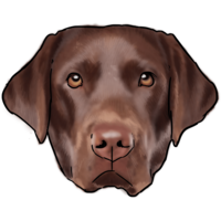 animals & Labrador Retriever free transparent png image.