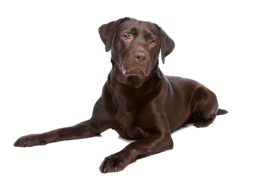 animals & labrador retriever free transparent png image.