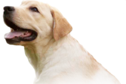 animals & Labrador Retriever free transparent png image.