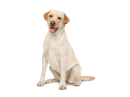 animals & labrador retriever free transparent png image.