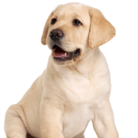 animals & labrador retriever free transparent png image.