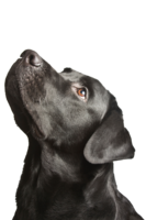 animals & labrador retriever free transparent png image.