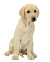 animals & Labrador Retriever free transparent png image.