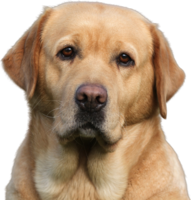 animals & labrador retriever free transparent png image.