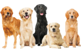 animals & labrador retriever free transparent png image.