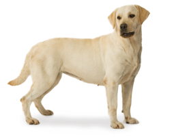 animals & labrador retriever free transparent png image.