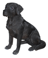 animals & labrador retriever free transparent png image.