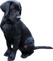 animals & labrador retriever free transparent png image.