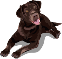 animals & Labrador Retriever free transparent png image.