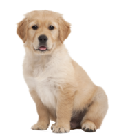 animals & labrador retriever free transparent png image.