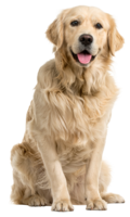 animals & Labrador Retriever free transparent png image.