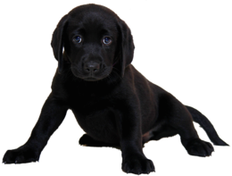 animals & Labrador Retriever free transparent png image.