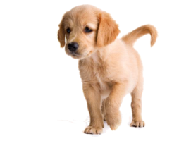 animals & Labrador Retriever free transparent png image.