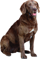 animals & labrador retriever free transparent png image.