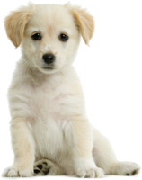 animals & labrador retriever free transparent png image.