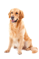 animals & labrador retriever free transparent png image.