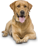 animals & labrador retriever free transparent png image.