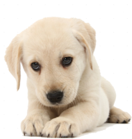 animals & labrador retriever free transparent png image.