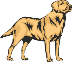 animals & Labrador Retriever free transparent png image.