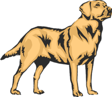 animals & labrador retriever free transparent png image.