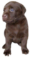 animals & Labrador Retriever free transparent png image.