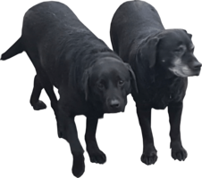 animals & labrador retriever free transparent png image.