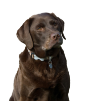 animals & labrador retriever free transparent png image.