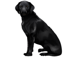 animals & labrador retriever free transparent png image.