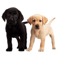 animals & labrador retriever free transparent png image.