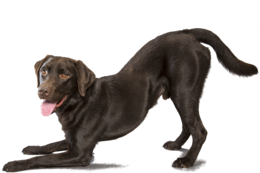 animals & labrador retriever free transparent png image.