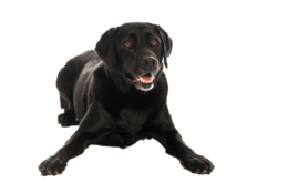 animals & Labrador Retriever free transparent png image.