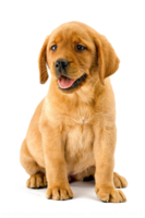 animals & labrador retriever free transparent png image.