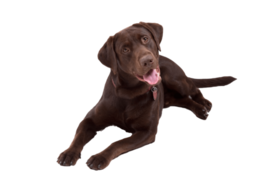 animals & Labrador Retriever free transparent png image.