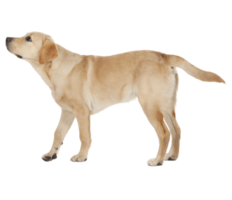 animals & labrador retriever free transparent png image.