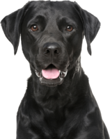 animals & labrador retriever free transparent png image.