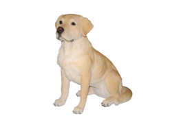 animals & labrador retriever free transparent png image.