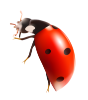 insects & ladybug free transparent png image.