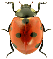 insects & ladybug free transparent png image.