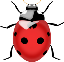insects & Ladybug free transparent png image.