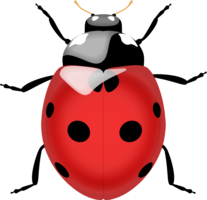 insects & ladybug free transparent png image.