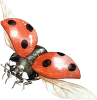 insects & Ladybug free transparent png image.