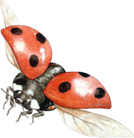 insects & ladybug free transparent png image.