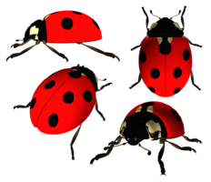 insects & Ladybug free transparent png image.