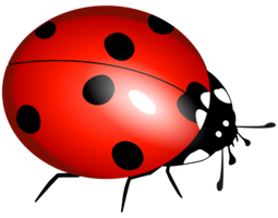 insects & ladybug free transparent png image.