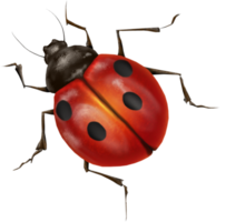 insects & ladybug free transparent png image.