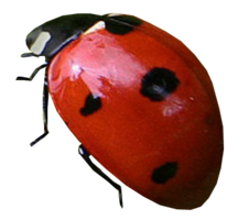 insects & Ladybug free transparent png image.